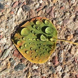 Meet your Posher, Macarena